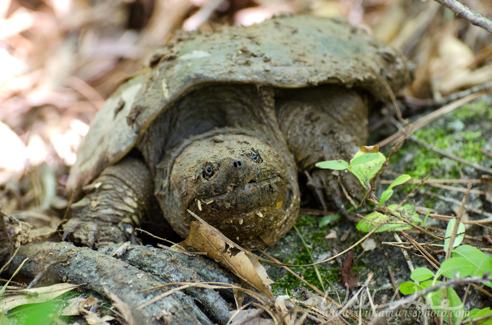 Large Snapping Turtle Picture