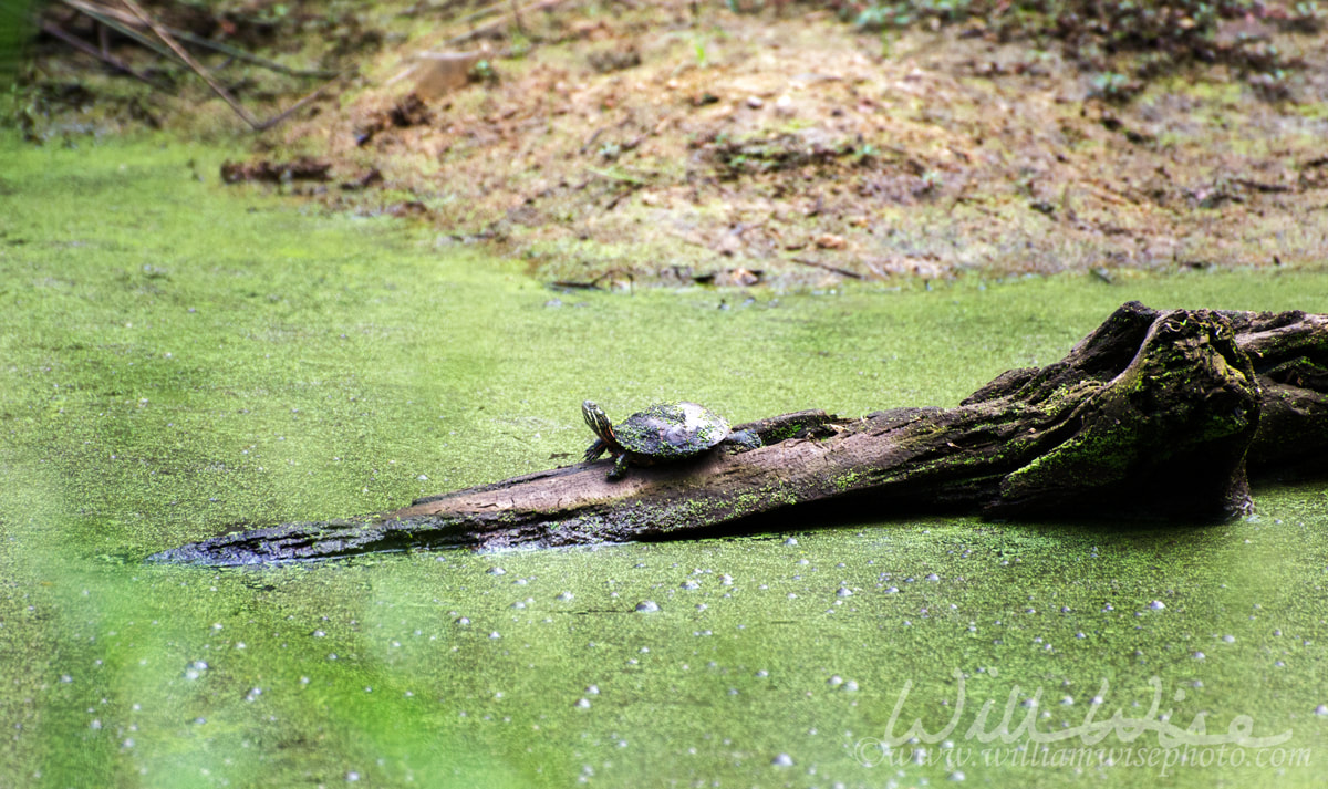 Duckweed Bog Picture