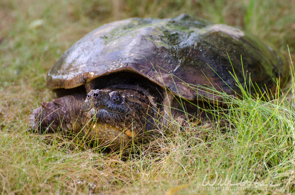 Common Snapping Turtle on Walton County Monroe Georgia pond Picture