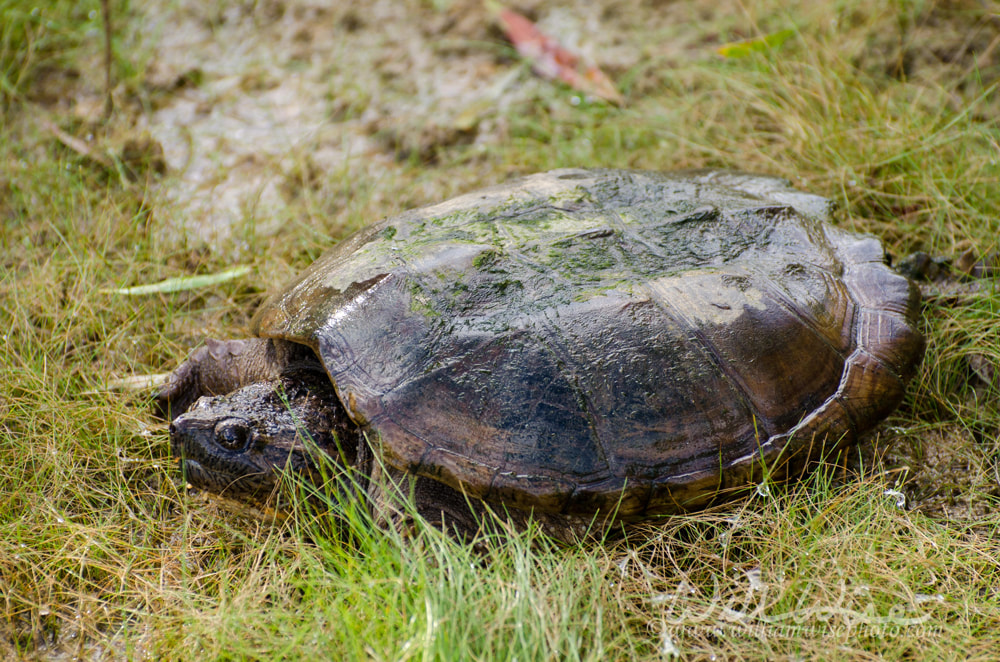 Common Snapping Turtle on Walton County Monroe Georgia pond Picture