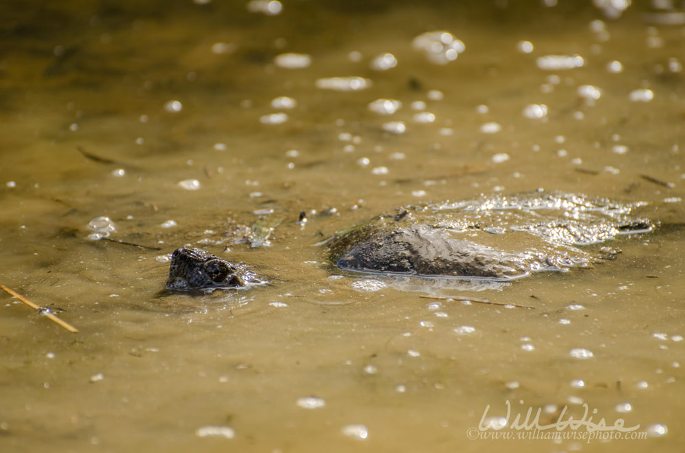 Common Snapping Turtle on Walton County Monroe Georgia pond Picture