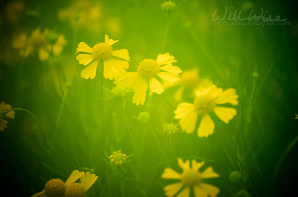 Soft Focus Yellow Wildflowers in Monroe Georgia Picture