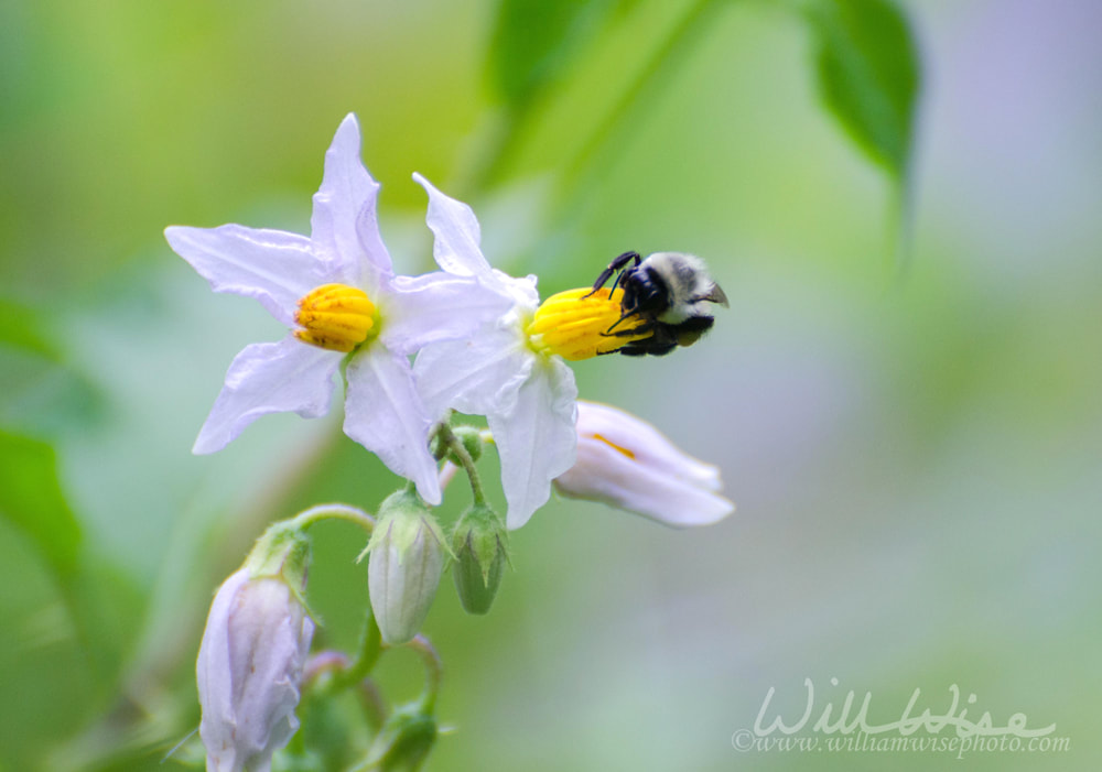 Bees on Wildflowers in Monroe Georgia Picture