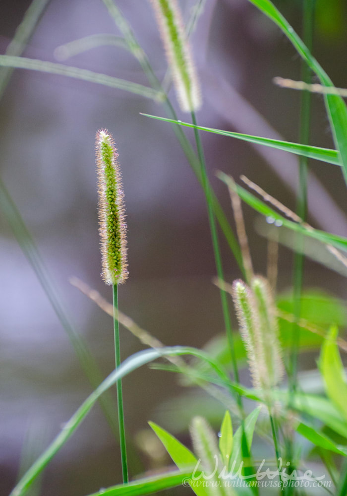 Wildflower Grass Seed Head in Monroe Georgia Picture