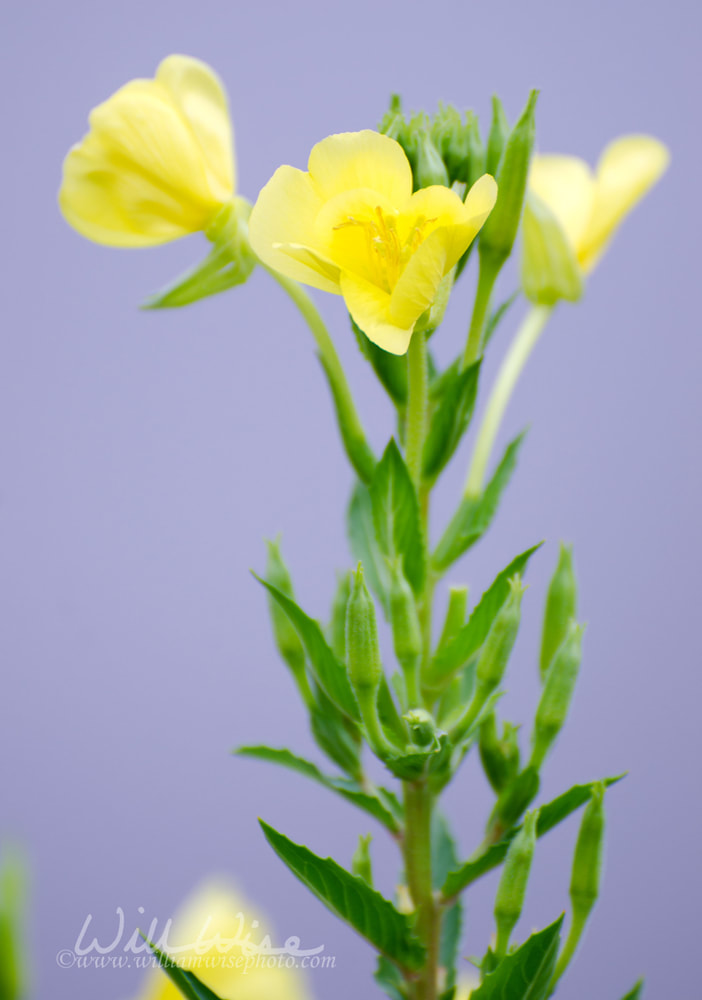 Yellow Pond Wildflowers in Monroe Georgia Picture