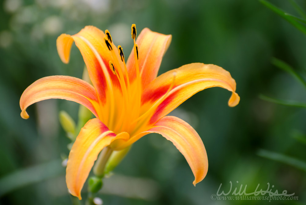 Day Lily Wildflowers in Monroe Georgia Picture