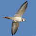 Killdeer Plover Creation Speaks Picture