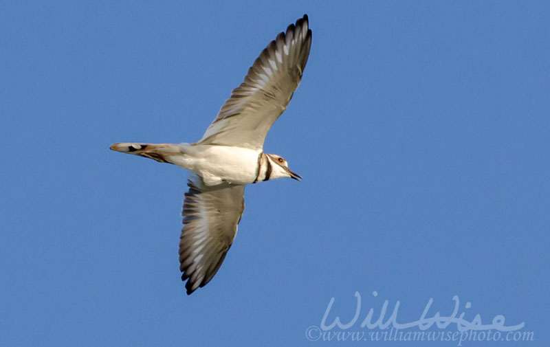 Killdeer Bird in Flight Picture