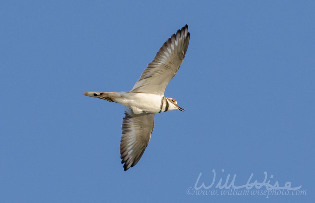 Killdeer Bird in Flight Picture