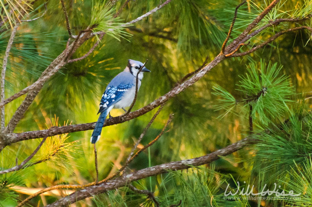 Blue Jay Birding Picture