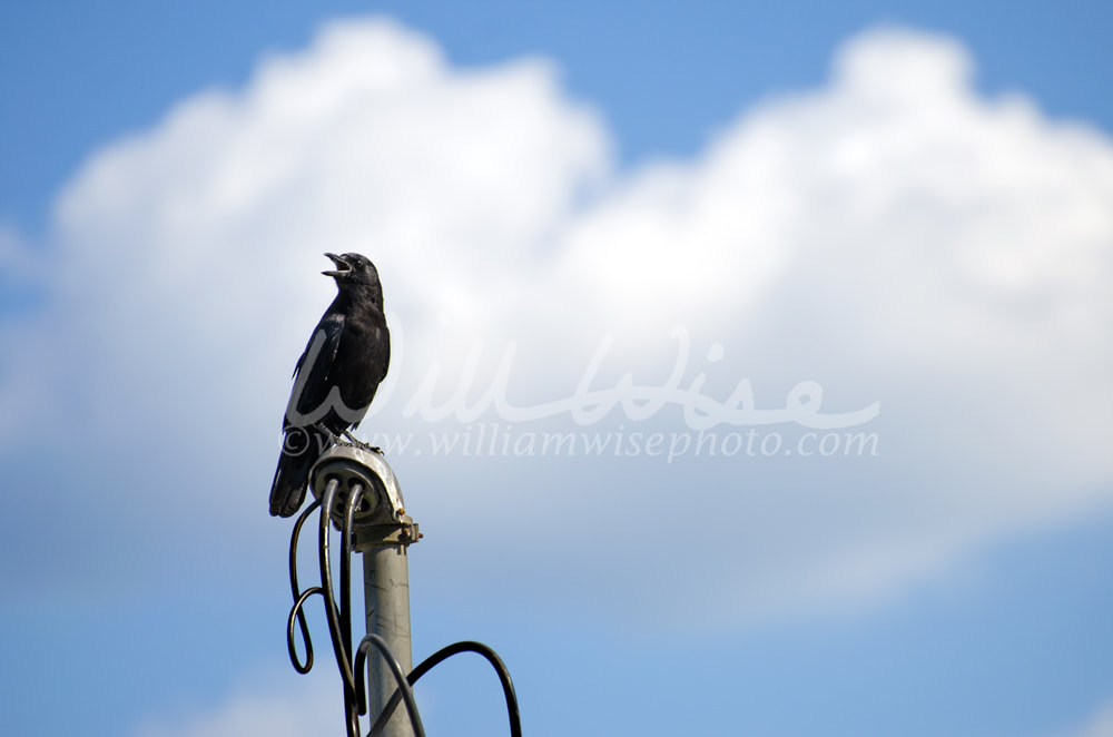 American Crow against blue sky and clouds in Monroe Georgia Picture