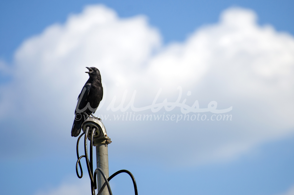American Crow Picture