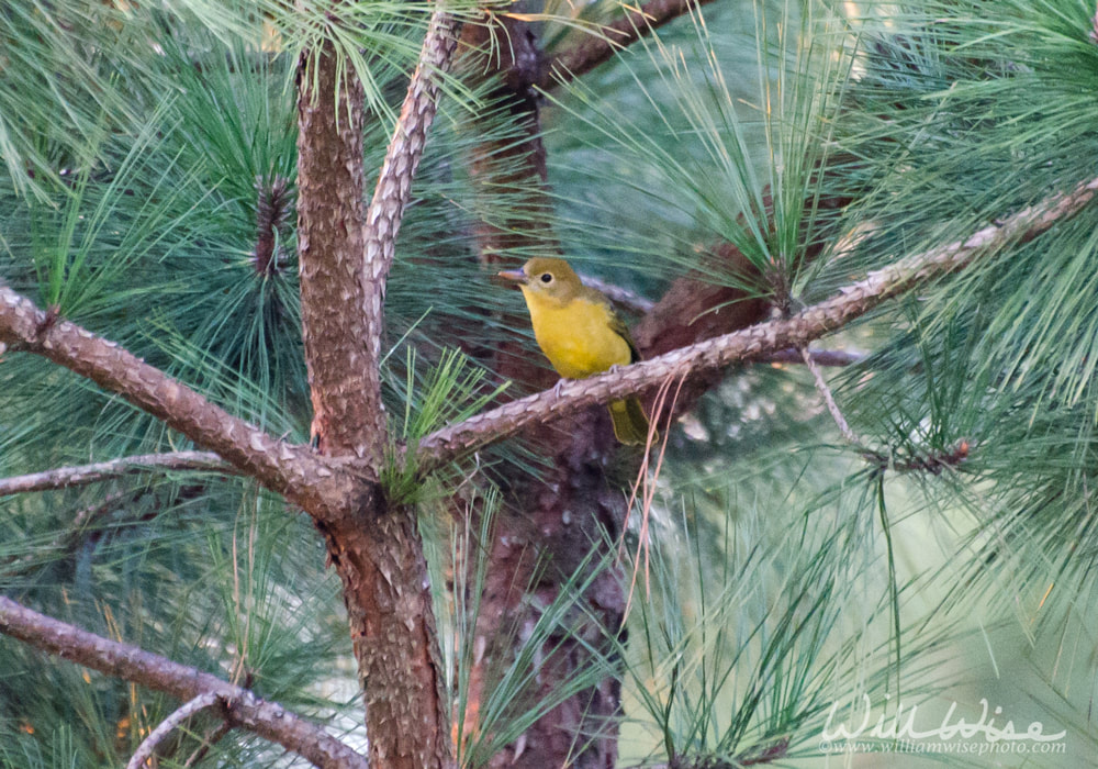 Summer Tanager birding Picture