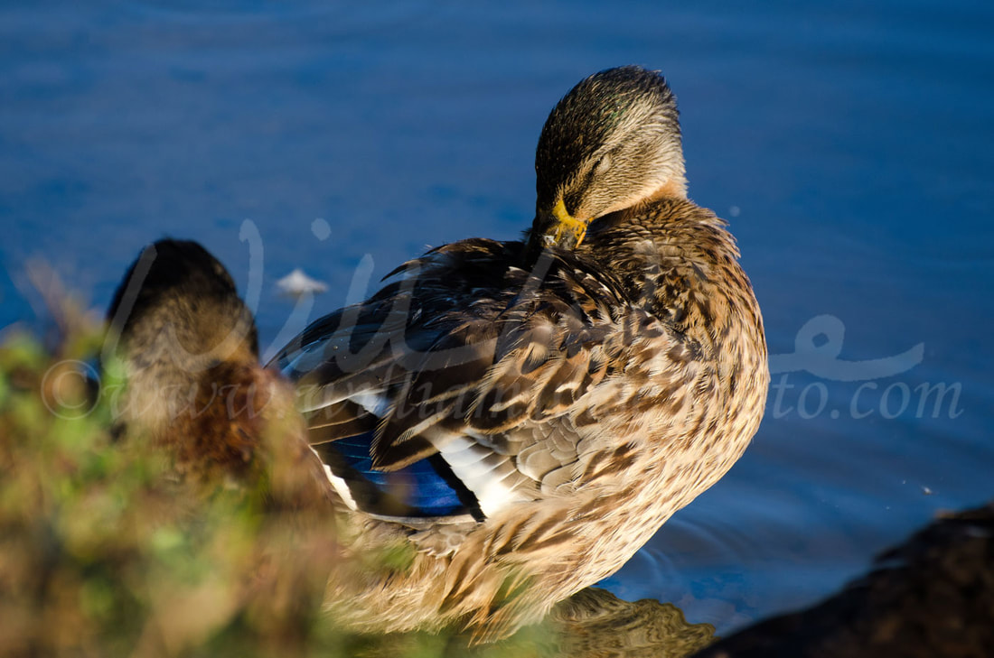 Mallard Hen Molt Preening Picture