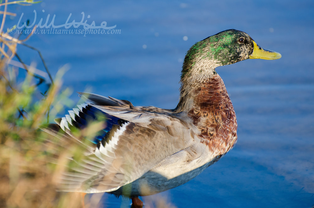 Mallard Eclipse Molt Preening Picture