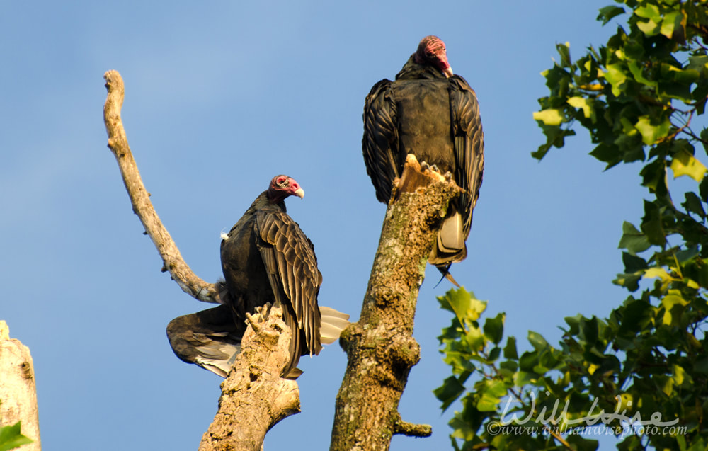 Turkey Vulture Picture