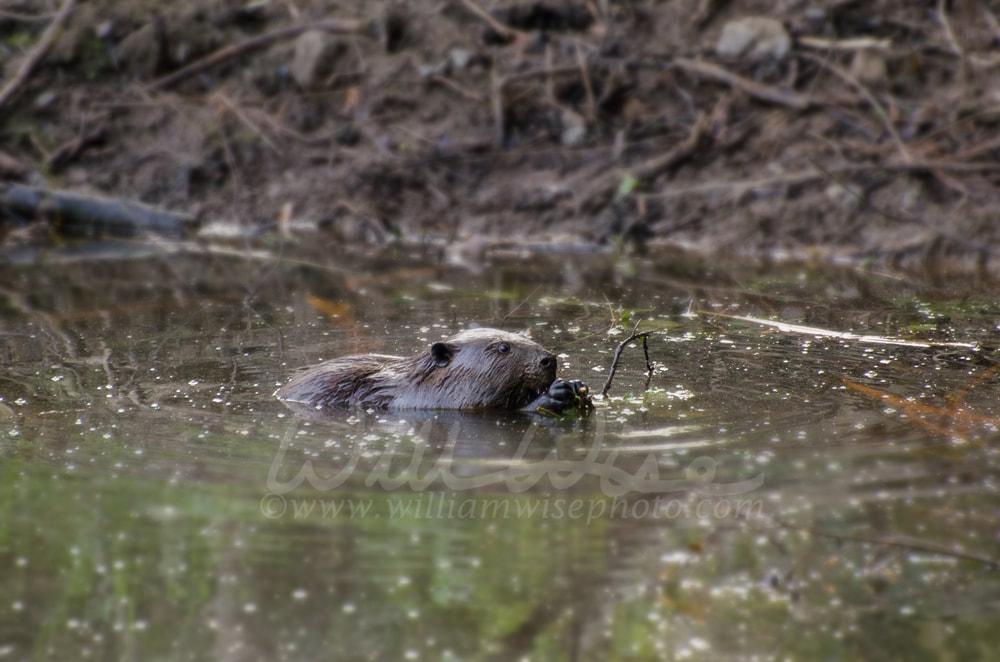 Beaver Chewing Dam Picture