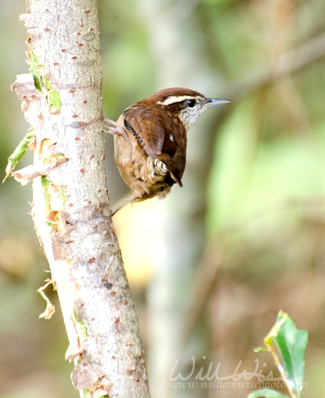 Carolina wren, Walton County, Georgia Picture