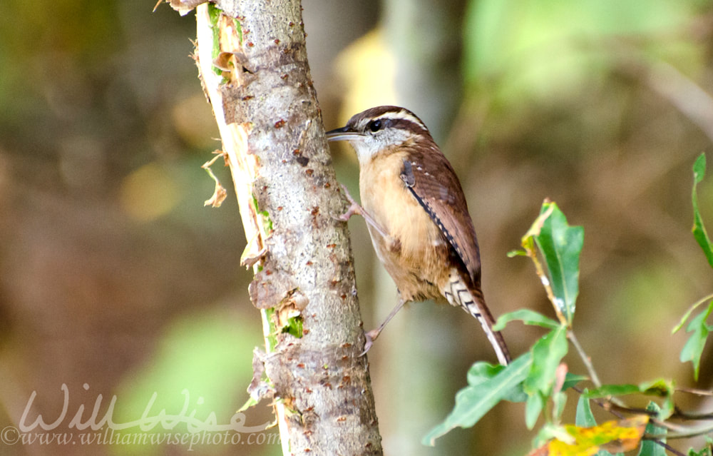 Inquisitive Carolina Wren Picture