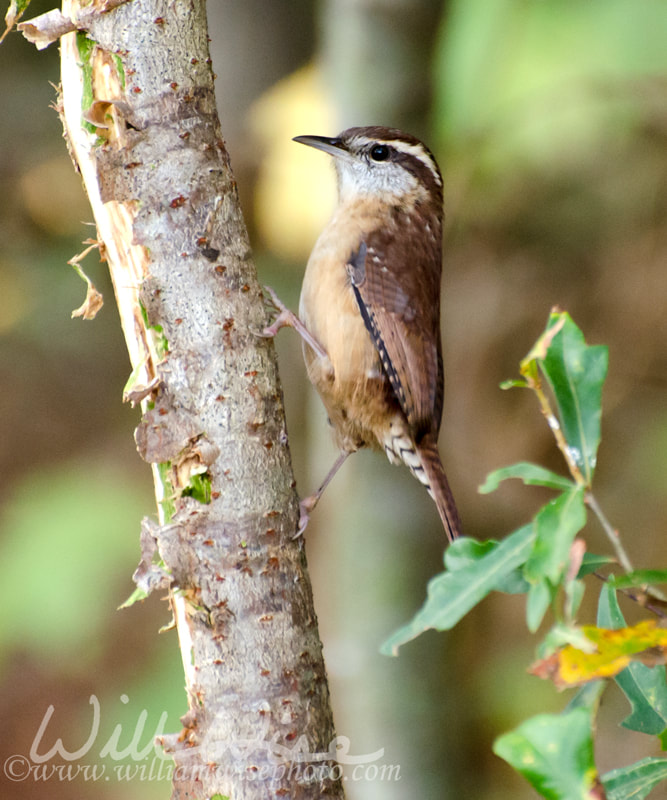 Inquisitive Carolina Wren Picture