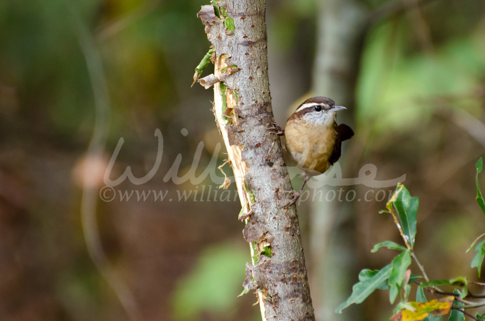 Inquisitive Carolina Wren Picture