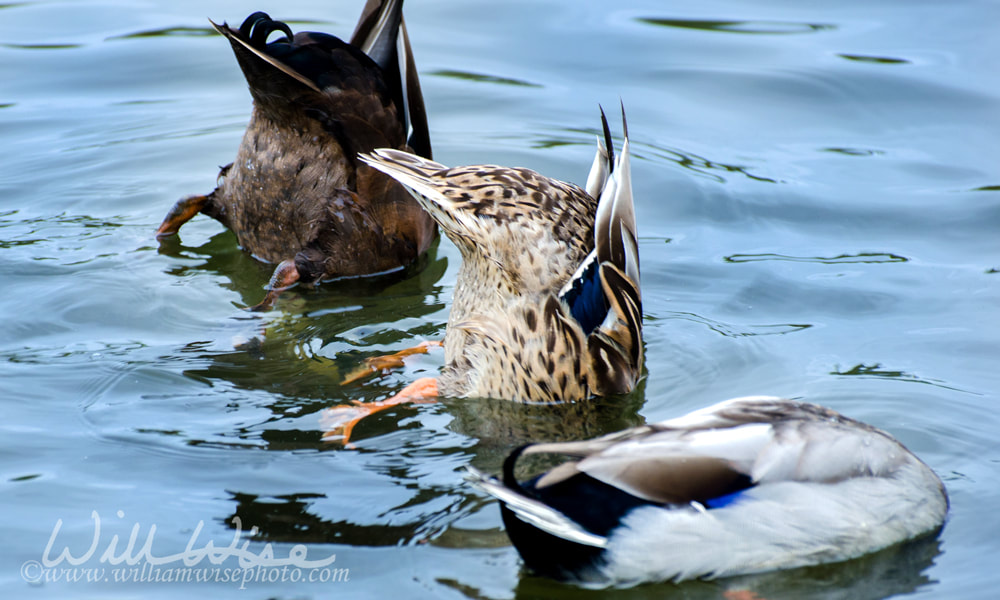 Dabbling Mallard duck Picture