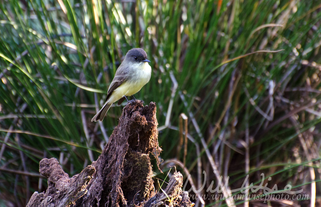 Eastern Phoebe on tree branch in Walton County Georgia Picture