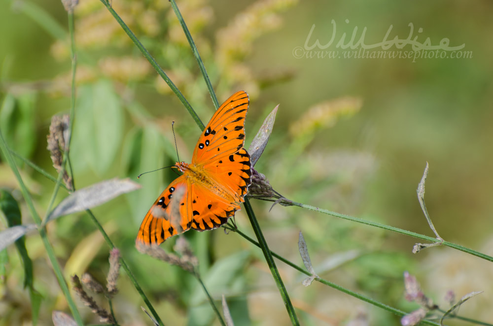 Gulf fritillary or passion butterfly Picture