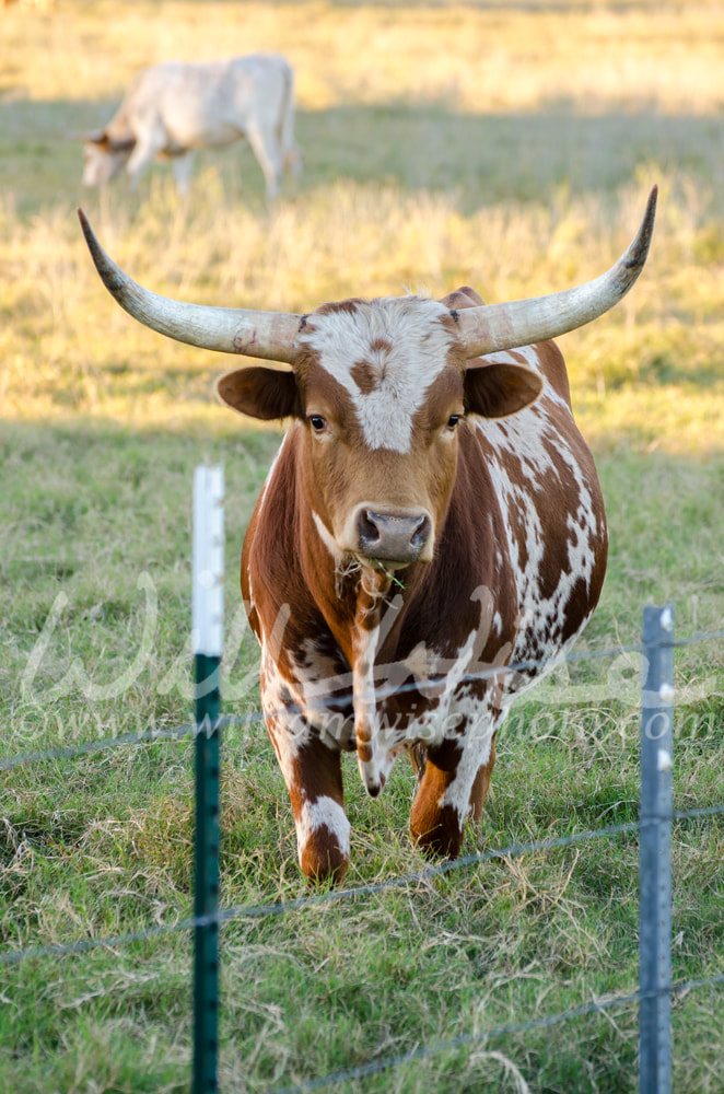 Texas longhorn bull, Driftwood Texas Picture