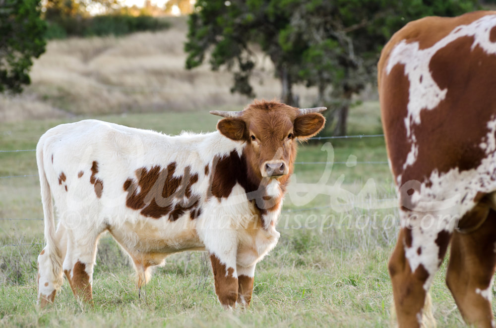 Baby Texas longhorn bull, Driftwood Texas Picture