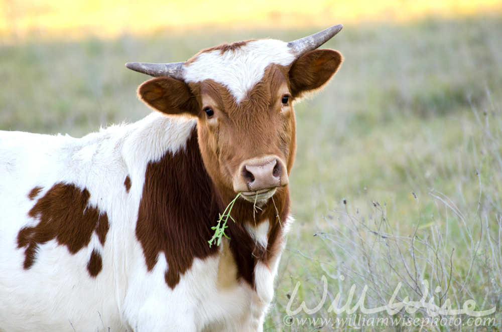 Baby Texas longhorn bull, Driftwood Texas Picture