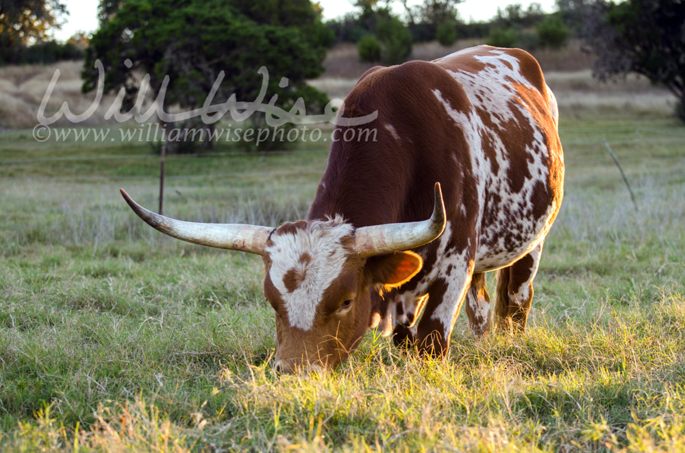 Texas longhorn bull, Driftwood Texas Picture