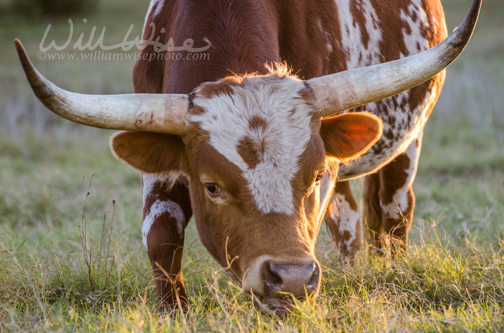 Texas Longhorn Bull Driftwood Picture