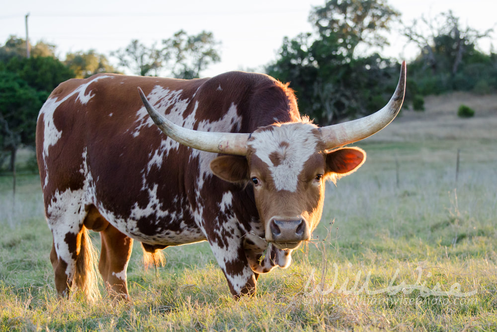 Texas longhorn bull, Driftwood Texas Picture