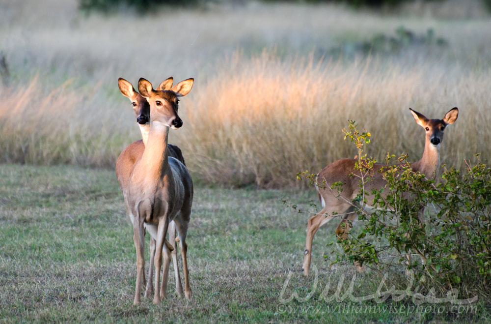 Twin Deer Fawns, Texas White tailed Deer Picture