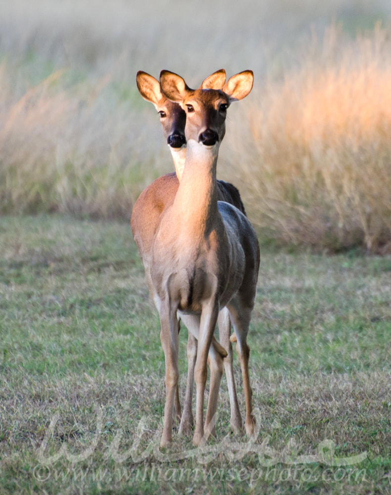 Twin Deer Fawns, Texas White tailed Deer Picture