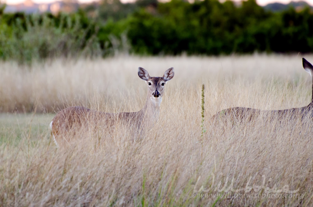 Whitetailed Deer Fawns Texas Picture