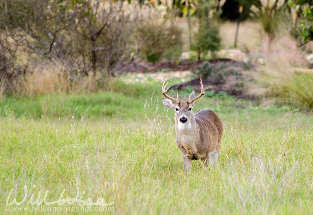 Texas Hill Country Eight Point White tailed Deer Buck Picture