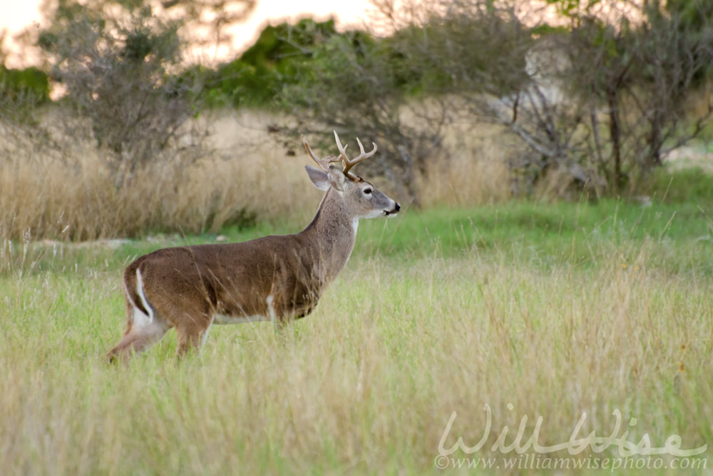 Texas Hill Country Whitetailed Deer Trophy Buck, Driftwood Texas south of Austin Picture