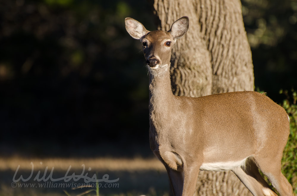 Texas White tailed Deer Doe Picture