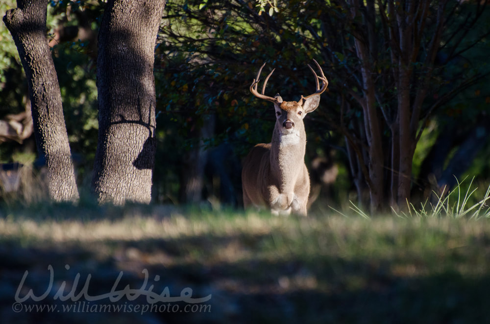 Texas White tailed Deer Trophy Antler Buck Picture