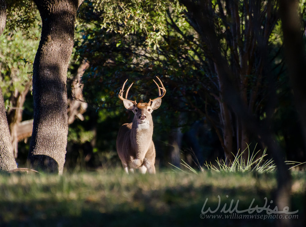 Texas White tailed Deer Trophy Antler Buck Picture