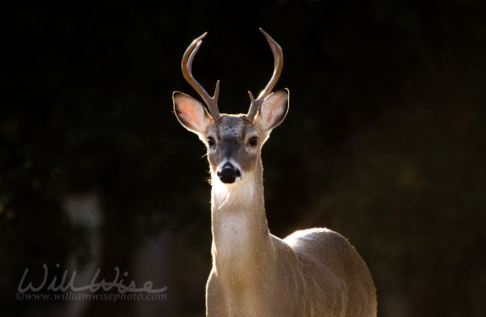 Texas White tailed Deer Trophy Six Point Antler Buck Picture