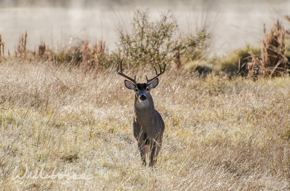 Texas White tailed Deer Trophy Antler Buck Picture