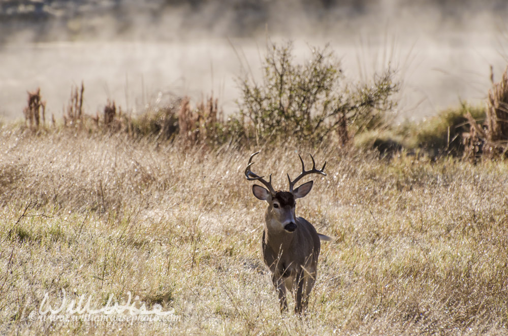 Large White tailed Deer Trophy Buck near Misty pond Picture