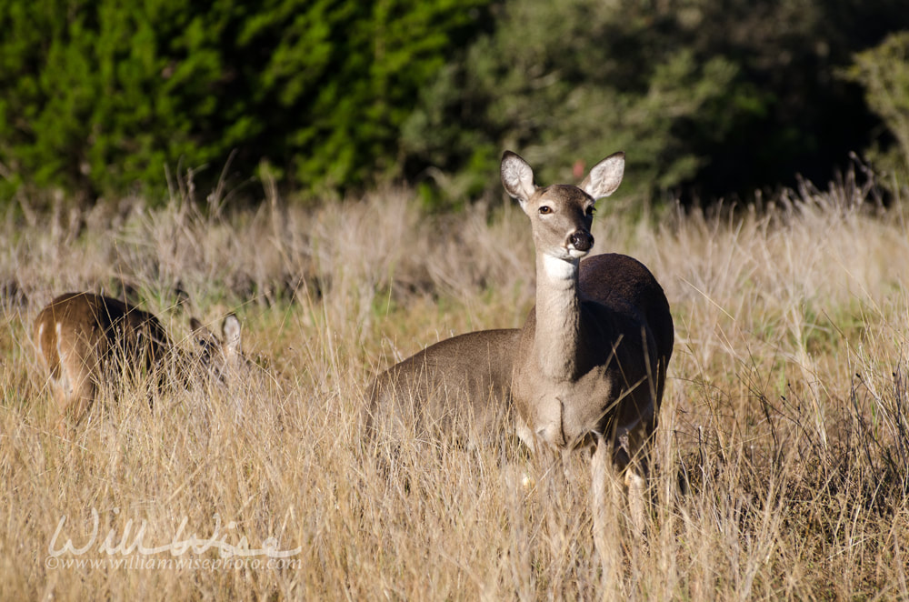 Texas Whitetailed Deer Doe Picture