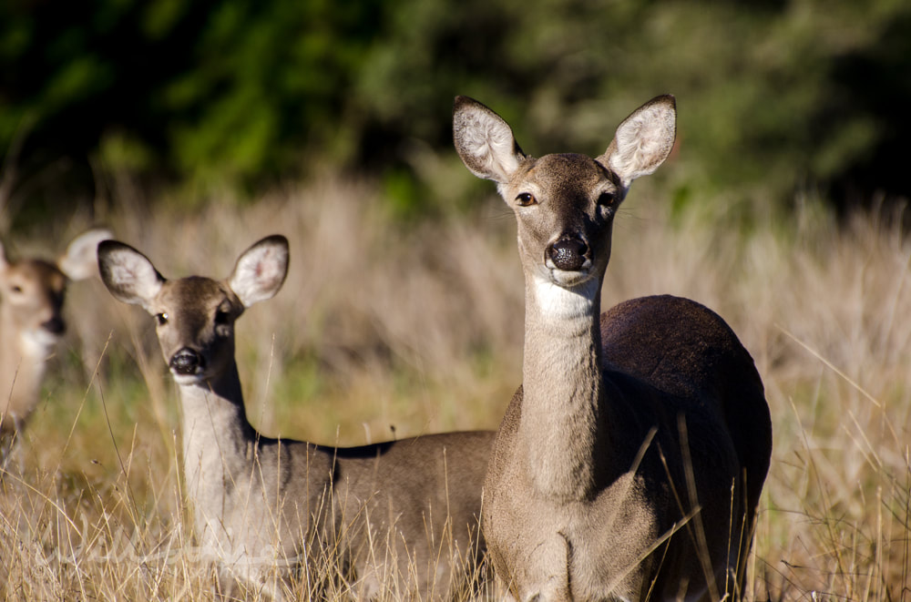 Texas Hill Country White tailed Deer Doe and Fawn Picture