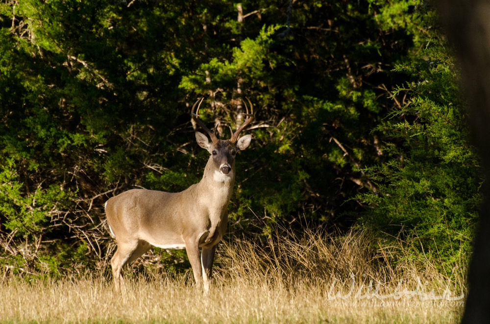 Texas Trophy Whitetailed Deer Buck Picture