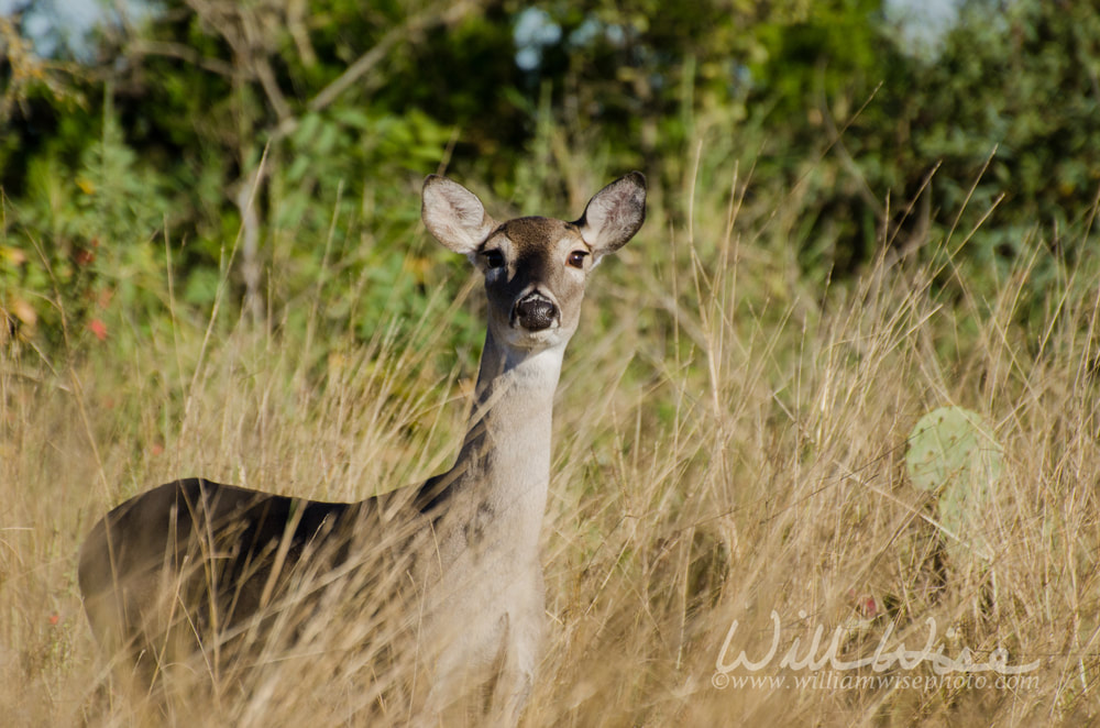 Texas Whitetailed Deer Doe Picture