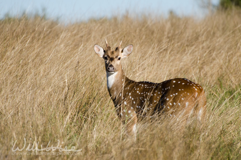 Axis Deer Chital Picture